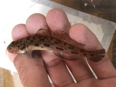 Lepidogobius lepidus