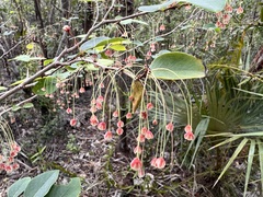 Phyllanthus caymanensis