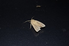 Mythimna pallens