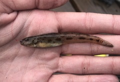 Lepidogobius lepidus