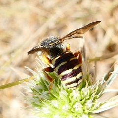 Icteranthidium grohmanni