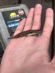 Lepidogobius lepidus