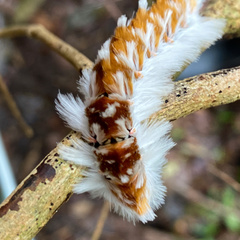 Neopreptos marathusa