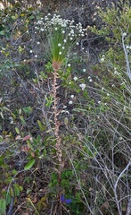 Paepalanthus chiquitensis