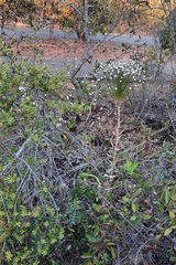 Paepalanthus chiquitensis