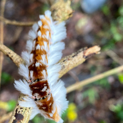 Neopreptos marathusa