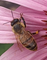 Apis mellifera