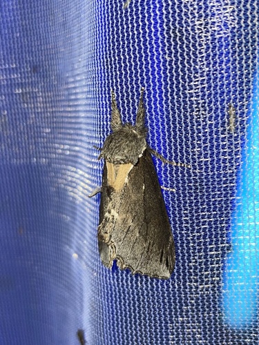 Elegant Prominent