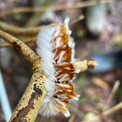 Neopreptos marathusa