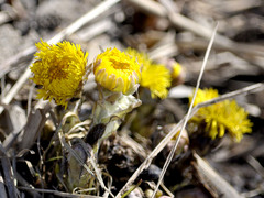Tussilago farfara