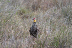 Pternistis leucoscepus