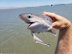 Broadnose Sevengill Shark photo 3