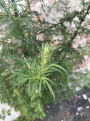 Artemisia vulgaris