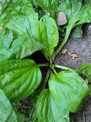 Plantago rugelii
