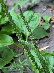 Plantago rugelii