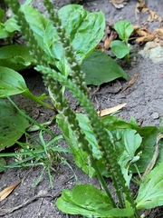 Plantago rugelii