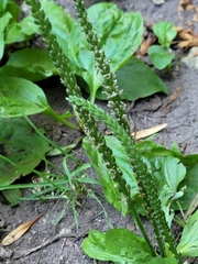 Plantago rugelii