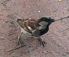 Passer domesticus