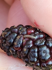 Lepidoptera