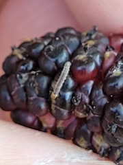Lepidoptera