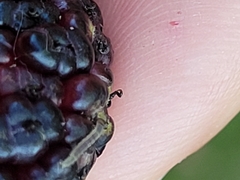 Lepidoptera