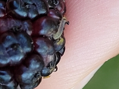 Lepidoptera
