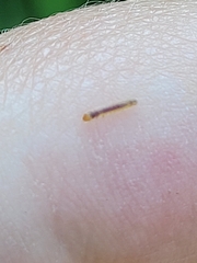 Lepidoptera