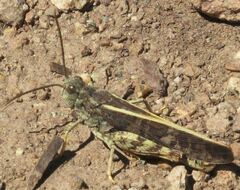 Cratypedes neglectus