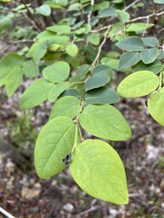 Phyllanthus caymanensis