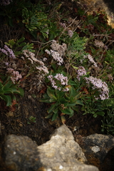 Limonium nydeggeri