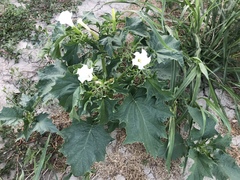 Datura stramonium