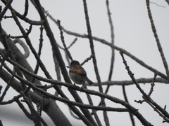 Passer domesticus