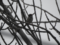 Passer domesticus