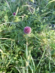 Allium polyanthum