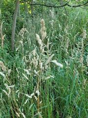 Dactylis glomerata