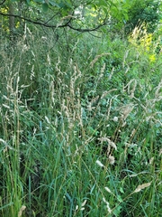 Dactylis glomerata