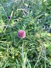 Allium polyanthum