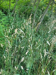 Dactylis glomerata