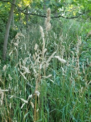 Dactylis glomerata