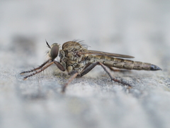 Neoepitriptus setosulus