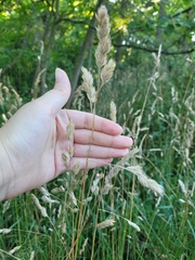 Dactylis glomerata