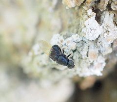 Eupachygaster tarsalis