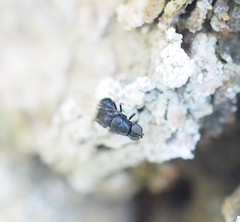 Eupachygaster tarsalis