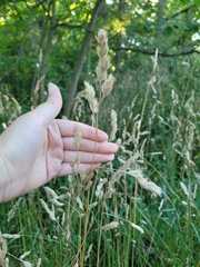 Dactylis glomerata