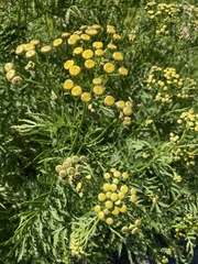 Tanacetum vulgare