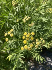 Tanacetum vulgare