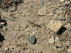 Cratypedes neglectus