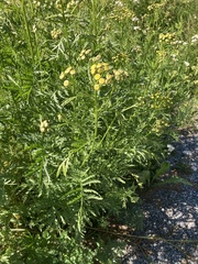 Tanacetum vulgare
