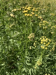 Tanacetum vulgare