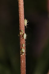 Macrosiphum albifrons